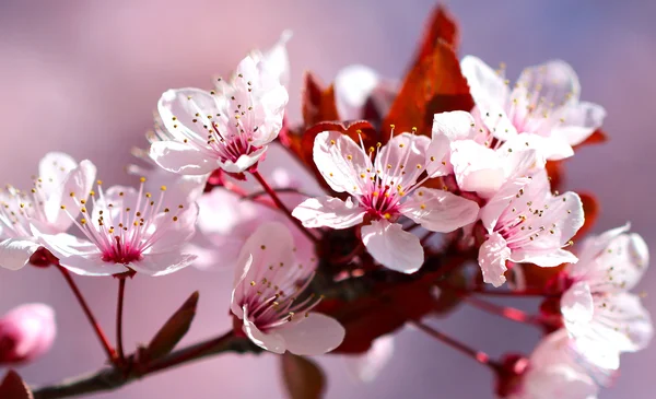Белый с красными цветками вишни басом в весенний день в — стоковое фото