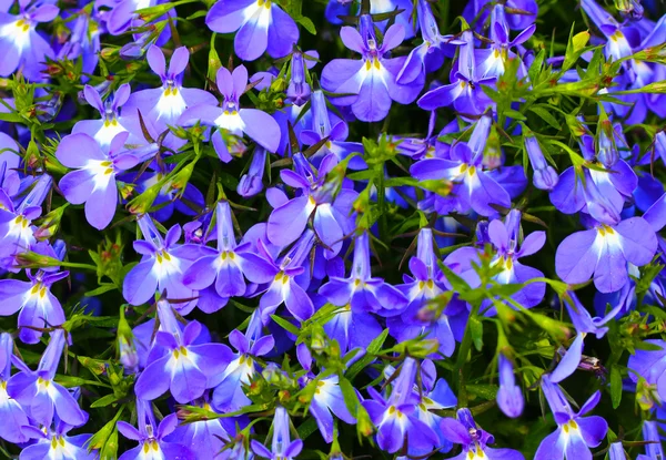 Blu viola fiori sfondo — Foto Stock