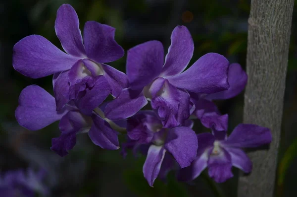 Flores Jardín — Foto de Stock