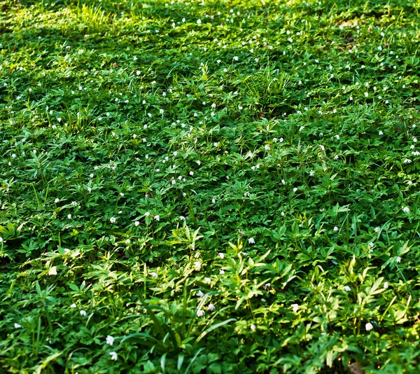 Verde foresta pavimento floreale — Foto Stock