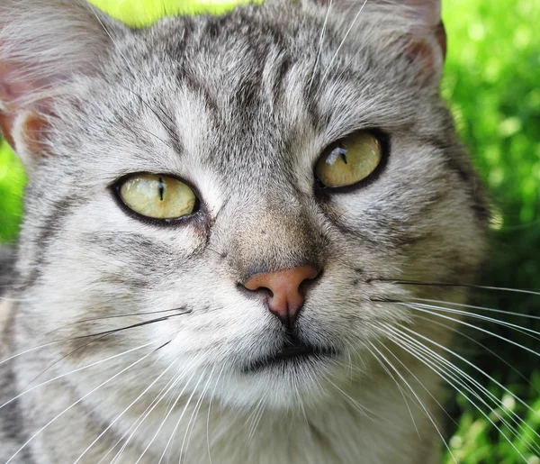 Yerli kedi closeup portre