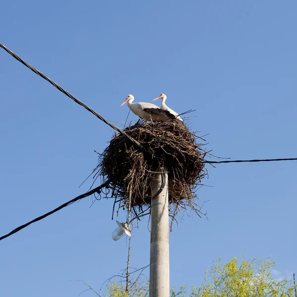As Cegonhas Brancas (Ciconia ciconia) no ninho — Fotografia de Stock