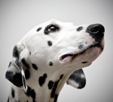 Dalmaçyalı köpeğin portresi