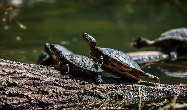 Dalgaların karaya attığı odun üzerinde güneşlenme kaplumbağalar