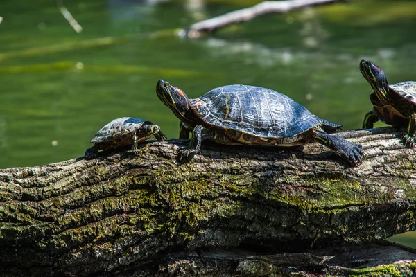 Tortugas tomando el sol en madera a la deriva — Foto de Stock