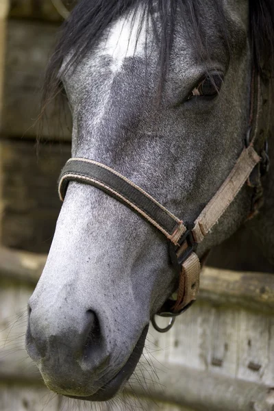 Cabeça de cavalo close-up — Fotografia de Stock