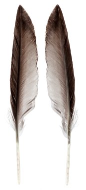 Vahşi kuş tüyü beyaz izole