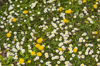 Çiçekli çayır - arka plan bahar detay