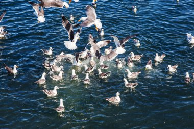 Gıda üzerinde mücadele martılar sürüsü