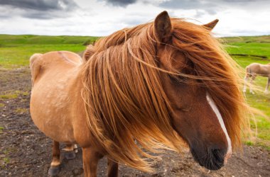 Authentic Icelandic horse, beautiful friendly animal clipart