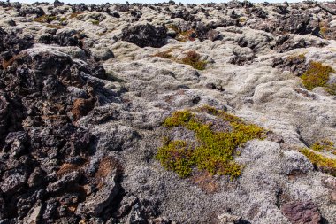 Lav alanı - İzlanda yosun kaplı