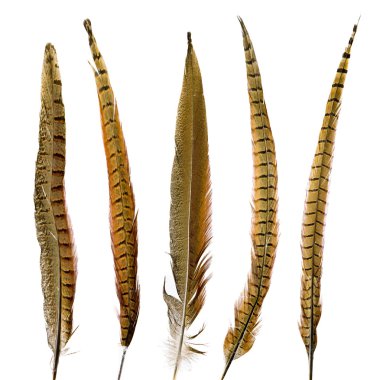 Sülün tüyleri izole ayarla