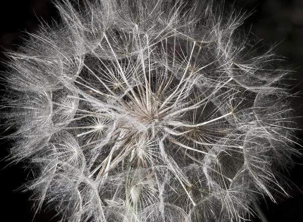 Paardebloem close-up op zwarte achtergrond — Stockfoto