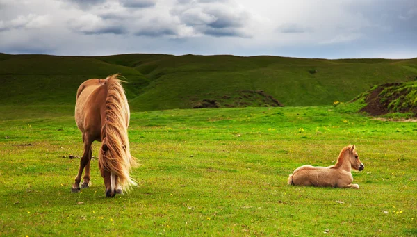 Autentico cavallo islandese, bellissimo animale amichevole — Foto Stock