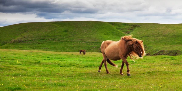 Autêntico cavalo islandês, belo animal amigável — Fotografia de Stock