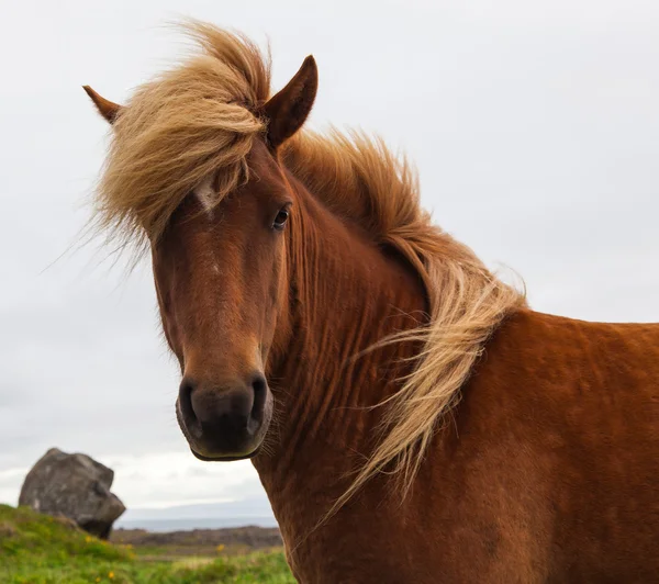 Autêntico cavalo islandês, belo animal amigável — Fotografia de Stock