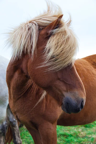 Αυθεντικό Ισλανδικό άλογο, το όμορφο αυτό ζώο φιλικό — Φωτογραφία Αρχείου