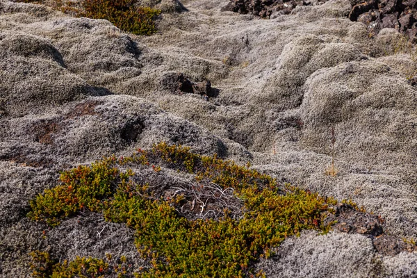 Lav alanı - İzlanda yosun kaplı — Stok fotoğraf