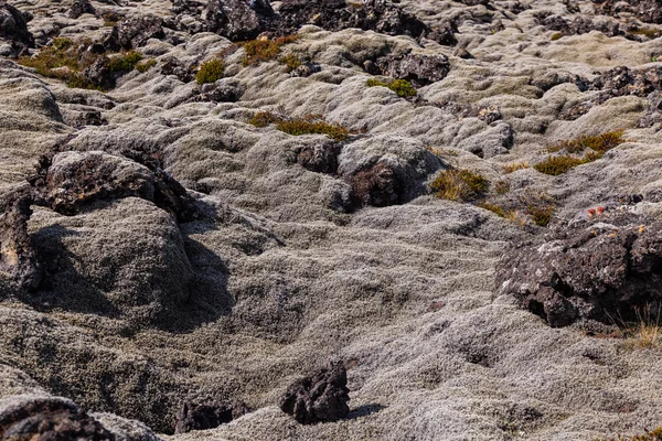 Lav alanı - İzlanda yosun kaplı — Stok fotoğraf