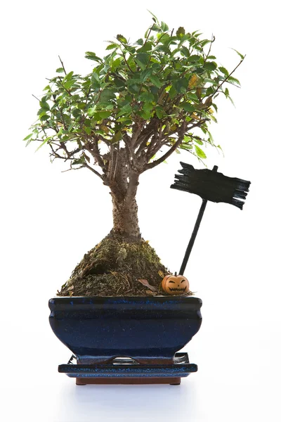Albero bonsai Haloween — Foto Stock