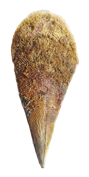 Pinna nobilis shell isolerade — Stockfoto