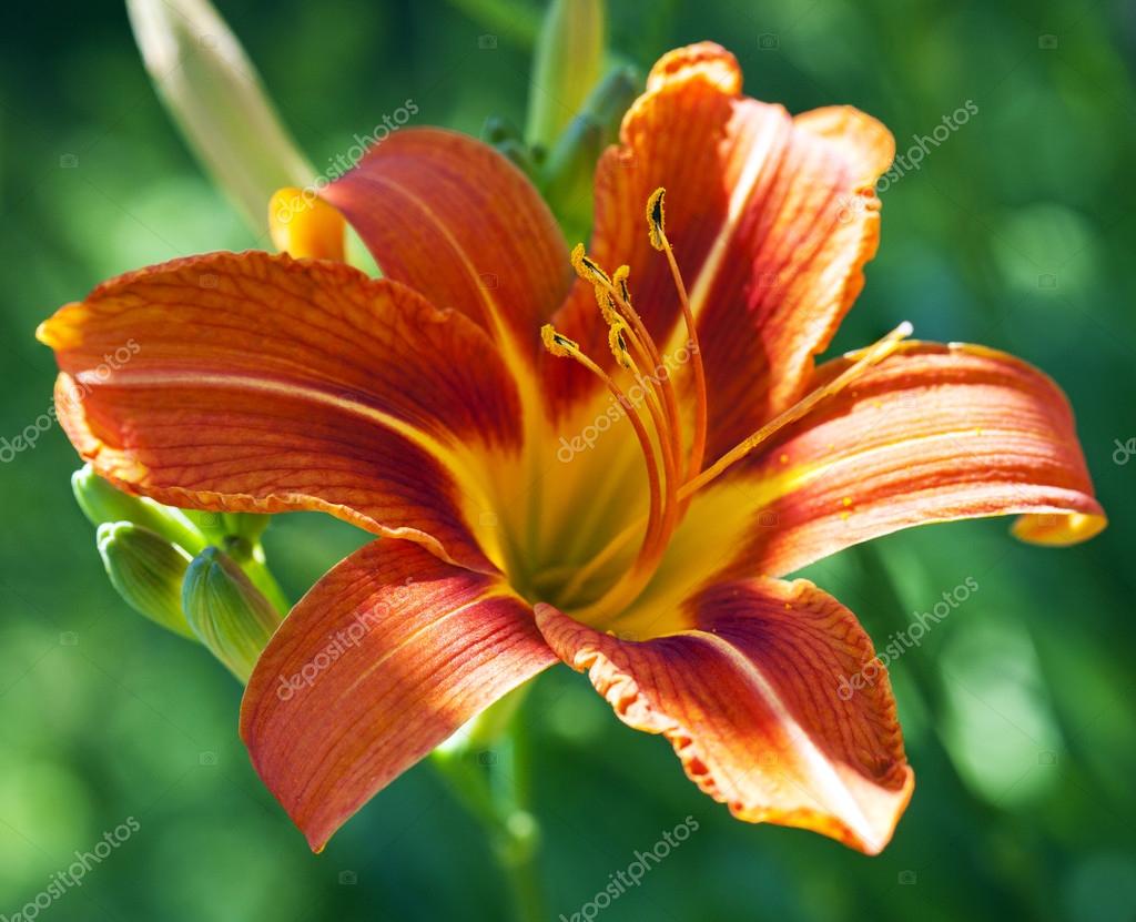 lilja orange blomma lilja orange blomma