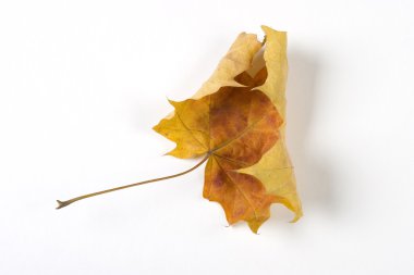 Beyaz Kağıt arka plan üzerinde izole kuru düşmüş yaprak