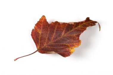 Beyaz Kağıt arka plan üzerinde izole kuru düşmüş yaprak
