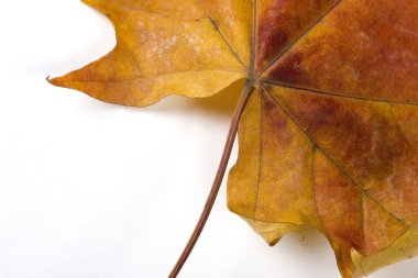 Beyaz Kağıt arka plan üzerinde izole kuru düşmüş yaprak