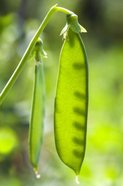 bir alanda büyüyen bezelye