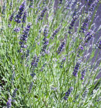 Lavender bush close up, shallow depth of field