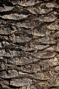 palm tree trunk wood texture
