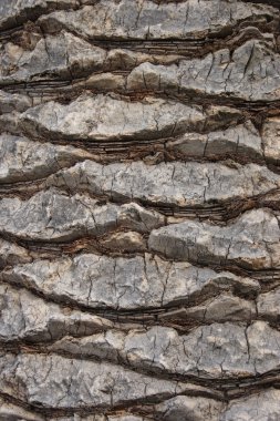 palm tree trunk wood texture