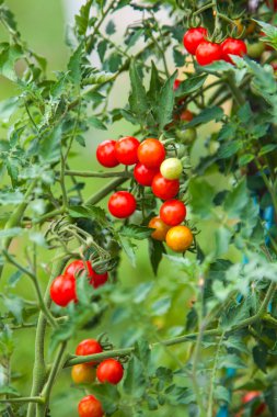 Farm of tasty red cherry tomatoes