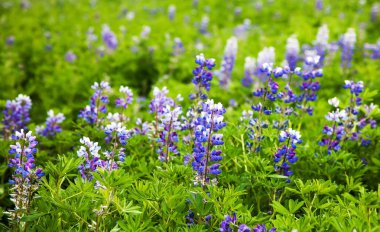 İzlanda tipik yaz manzara detay