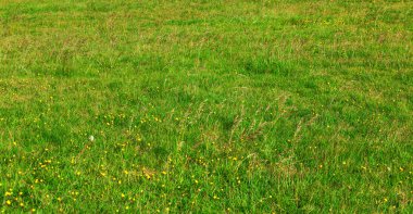 İzlanda tipik yaz manzara detay