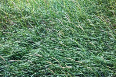 Icelandic meadow tall grass in summer