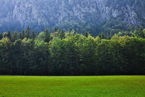 Пасовище Альп Словенська — стокове фото