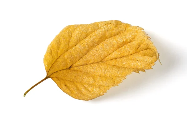 Dry fallen leaf isolated on white paper background — Stock Photo, Image