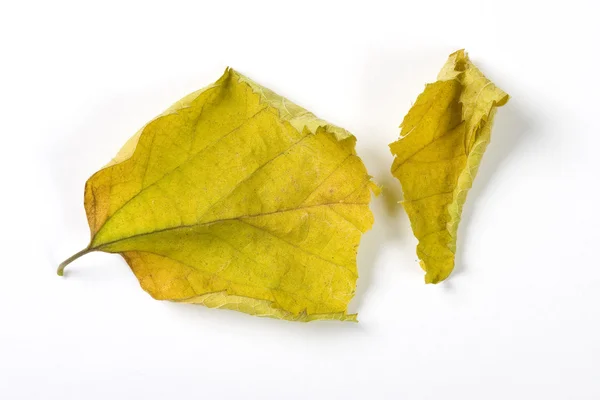 Foglia secca caduta isolata su sfondo bianco — Foto Stock