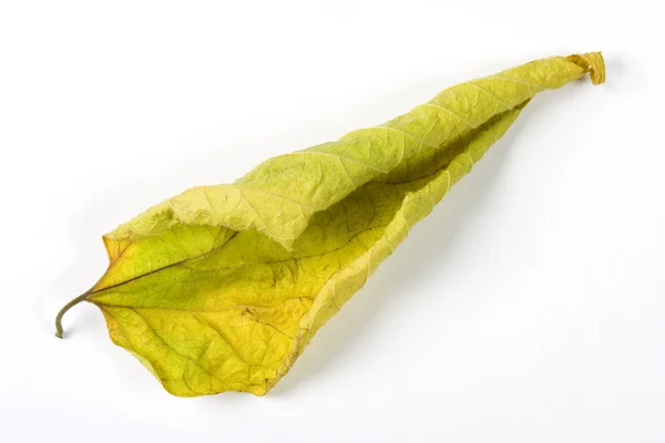 ホワイト ペーパーの背景に分離した乾燥落葉 — ストック写真