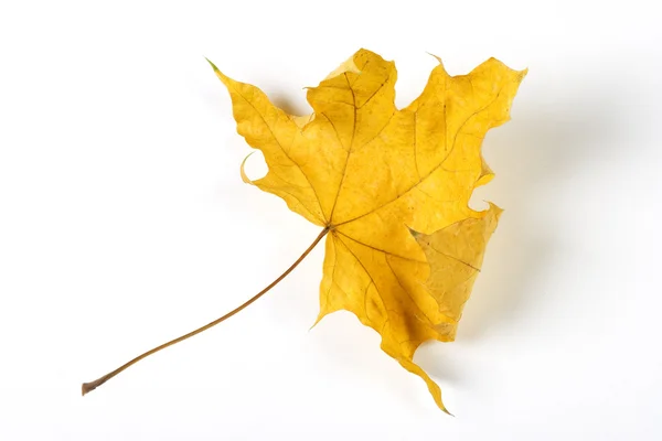 Feuille sèche tombée isolée sur fond de papier blanc — Photo