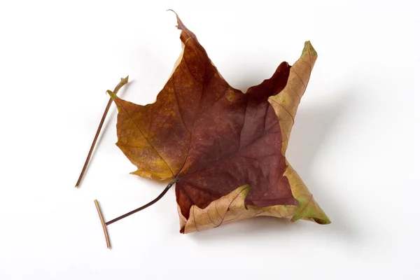 Dry fallen leaf isolated on white paper background — Stock Photo, Image