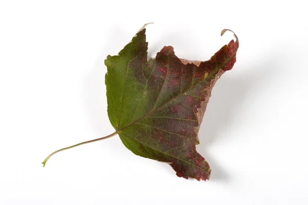 Dry fallen leaf isolated on white paper background — Stock Photo, Image