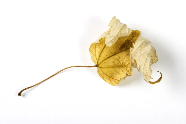 Folha seca caída isolada sobre fundo de papel branco — Fotografia de Stock
