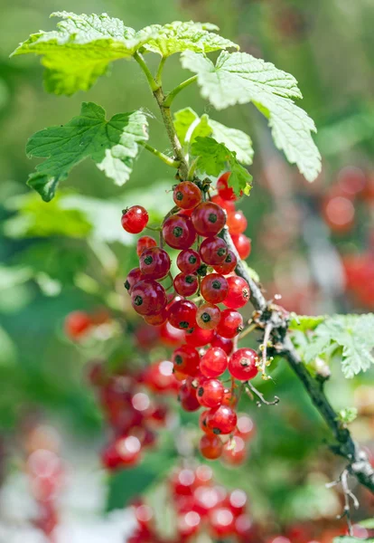 Red currant berries on a branch closeup — Stock Photo, Image