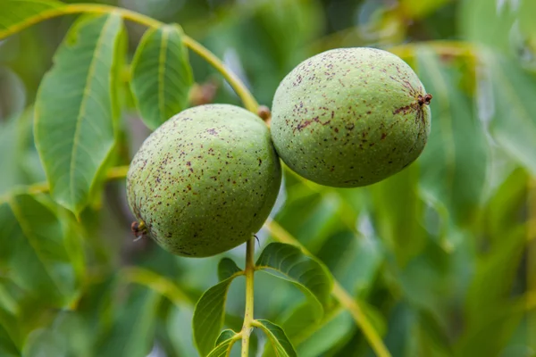 Fruit of a green walnut on a tree — Φωτογραφία Αρχείου