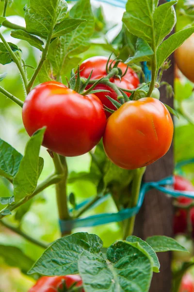 Tomate fraîche rouge cultivée dans un jardin — Photo