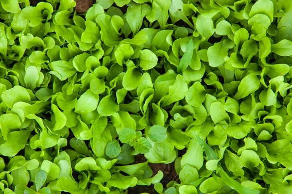 Giovani piante di lattuga che crescono in un giardino sostenibile — Foto Stock
