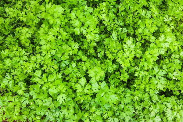 Parsley on bed in vegetable sustainable garden — Zdjęcie stockowe